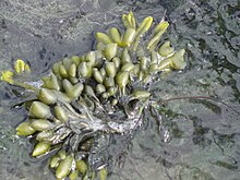 Fucus ceranoides, Pieterburen, the Netherlands.jpg