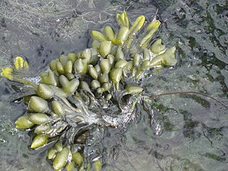 <i>Fucus ceranoides</i> Species of seaweed