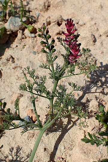 Fumaria bracteosa