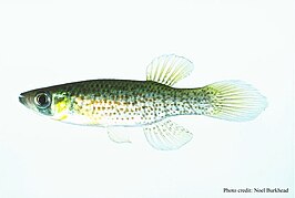 Fundulus escambiae