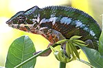 Chamaeleonidae: Etimologia, Descrizione, Distribuzione e habitat