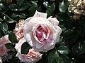 Garden of Roses (Kordes 2007) .JPG