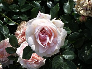 'Garden of Roses', Kordes 2006, 'Bernstein-Rose' × seedling