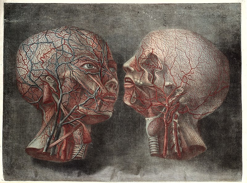 File:Gautier D'Agoty; Anatomie de la tete... Wellcome L0023747.jpg