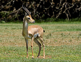 Kalnu gazele (Gazella gazella)