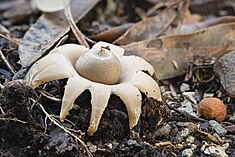 A light gray-brown flattened sacs with pointy "beaks" on top. The sac is resting on thick, rough-surfaced fleshy rays that curl downwards and raise the sac above the ground. On the ground are pieces of decaying wood, twigs and leaves.