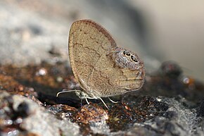 Kuvan kuvaus Gemmed Satyr (Cyllopsis gemma) .jpg.