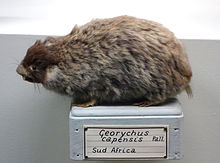 Georychus capensis - Museo Civico di Storia Naturale Giacomo Doria - Cenova, İtalya - DSC02826.JPG