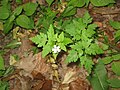 Geranium robertianum white