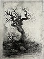 Gestes d’arbres, la sorcière - Eugène Viala.jpg