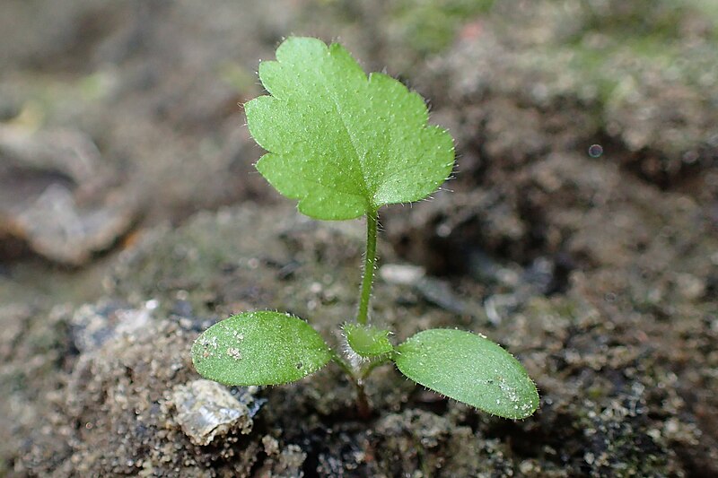 File:Geum urbanum kz03.jpg