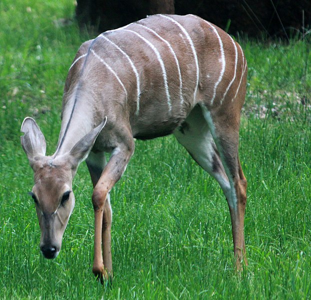 File:Gfp-lesser-kudu.jpg