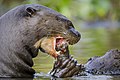 * Nomination Giant Otter (Pteronura brasiliensis) with catch --Snowmanstudios 22:48, 11 August 2022 (UTC) * Promotion  Support Good quality. --Poco a poco 10:04, 12 August 2022 (UTC)