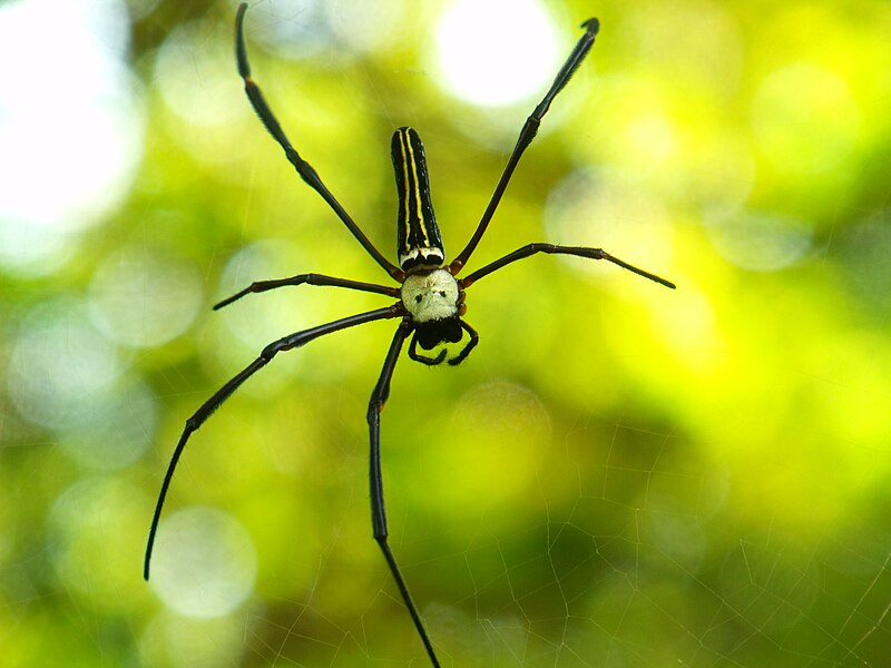 File:Giant Wood Spider (Nephila pilipes) - Mysore, KA, India.jpg