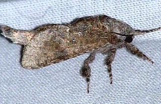 <i>Givira arbeloides</i> Species of moth