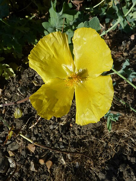 File:Glaucium flavum 'Yellow Horned Poppy' (Papaveraceae) flower.JPG