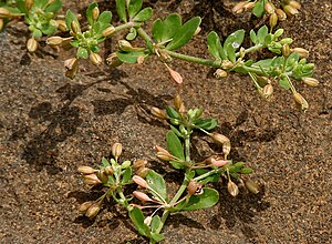 Glinus oppositifolius (Bitter cumin) W2 IMG 0463.jpg