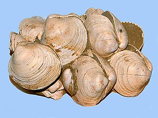 <i>Glycymeris</i> genus of molluscs