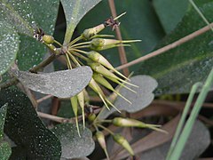 Black mangrove