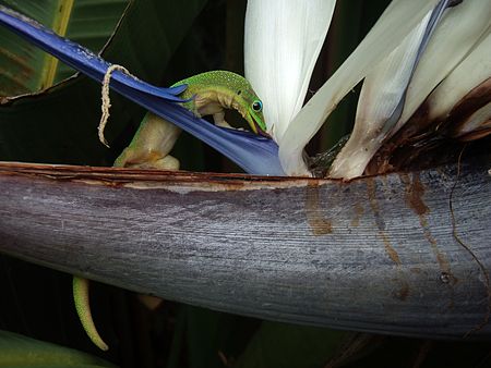 ไฟล์:Gold dust day gecko at flower.jpg