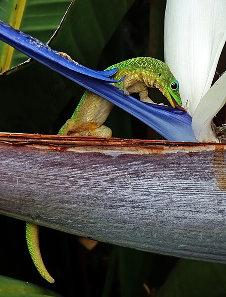 File:Gold dust day gecko at flower clone.jpg