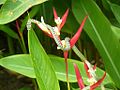 Image 6Golden tree snake climbing a flower (from Snake)