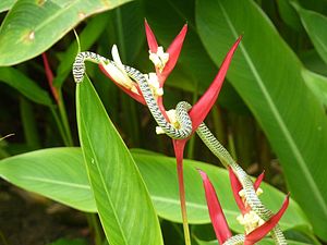 Golden tree snake.jpg