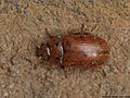 Gonioctena quinquepunctata (Fabricius, 1787)