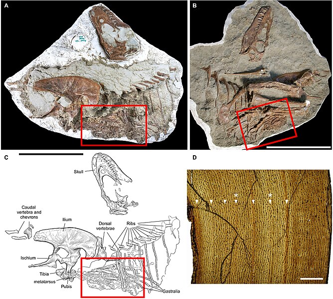 File:Gorgosaurus TMP 2009.12.14.jpg