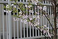 S1341 御殿場桜 Gotenbazakura 枝の写真