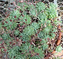 Graptopetalum macdougallii 1.jpg