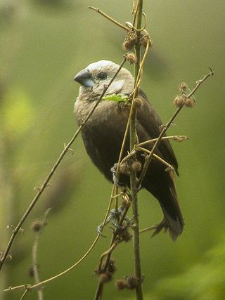 <span class="mw-page-title-main">Grey-headed mannikin</span> Species of bird