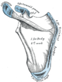 Plan of ossification of the scapula. Posterior side. Acromion visible at upper left, in blue.