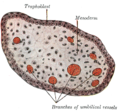 Transverse section of a chorionic villus.