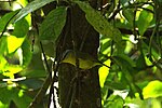 Thumbnail for File:Gray Hooded Warbler.jpg