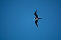 Great Frigatebird (immature) Sand Island Midway Atoll 2019-01-20 15-55-44 (33452611858).jpg
