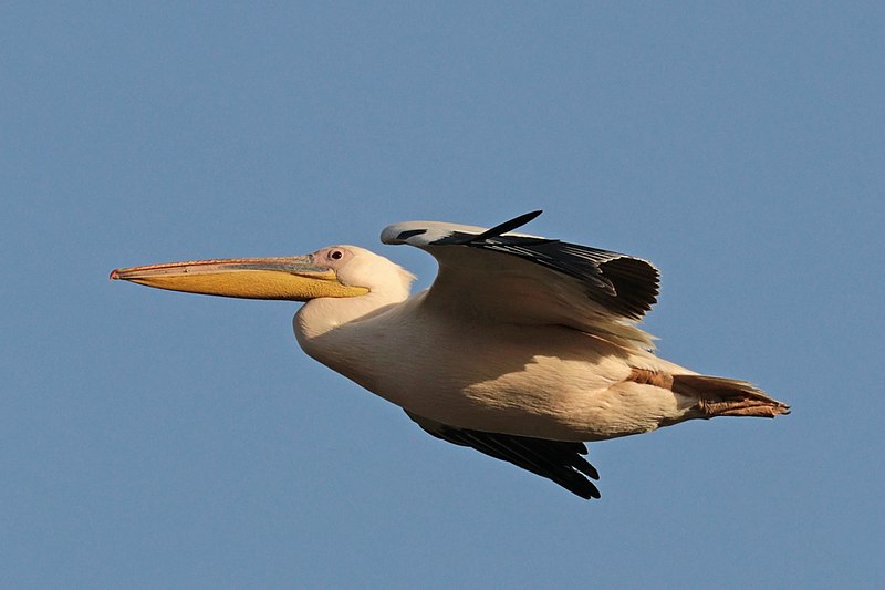 File:Great white pelican (Pelecanus onocrotalus) in flight Ethiopia.jpg