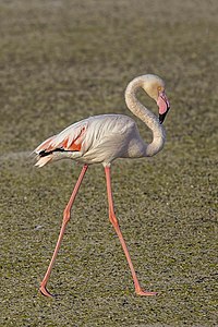 Greater flamingo (Phoenicopterus roseus) Bahrain.jpg
