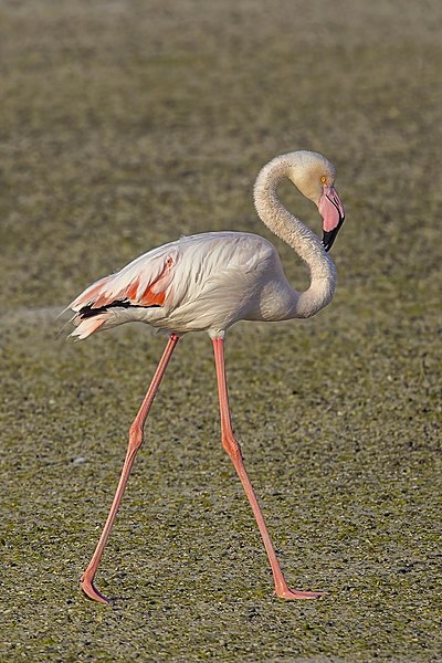 File:Greater flamingo (Phoenicopterus roseus) Bahrain.jpg