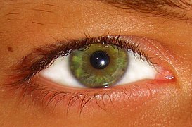 Groen Oog.jpg