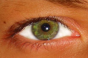 一隻綠色嘅眼