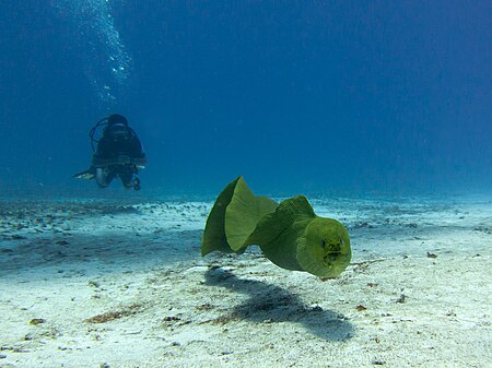 ไฟล์:Green Moray Eel (Gymnothorax funebris), Cozumel.jpg