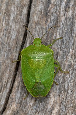 Green Stink Bug (Chinavia hilaris)