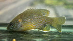 Grüner Sunfish.JPG