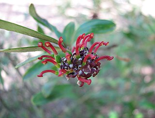 <i>Grevillea evansiana</i> Species of shrub in the family Proteaceae endemic to New South Wales, Australia