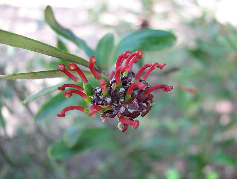 File:Grevillea evansiana.jpg