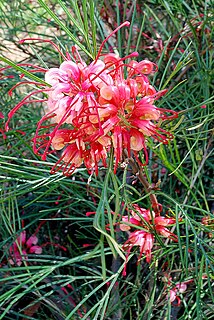 <i>Grevillea johnsonii</i> Species of shrub in the family Proteaceae endemic to New South Wales, Australia