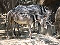 Grevy's Zebra