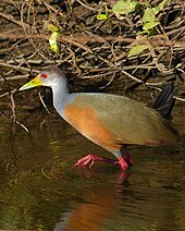 A wading grey-necked wood rail Grey-necked Wood Rail (Aramides cajanea) (30934919933).jpg