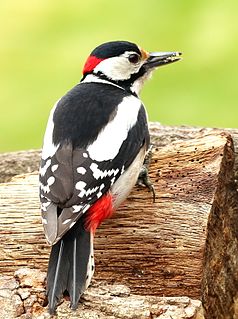 Great spotted woodpecker A medium sized bird found across Eurasia and parts of North Africa